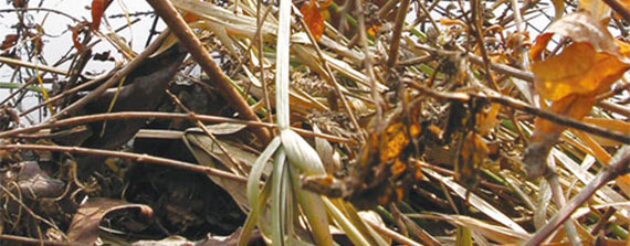 sfalci-potatura-serveco