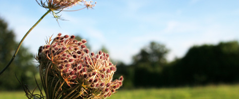 482_fiore