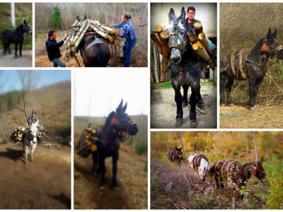Pignola: raccolta differenziata del vetro a dorso di mulo
